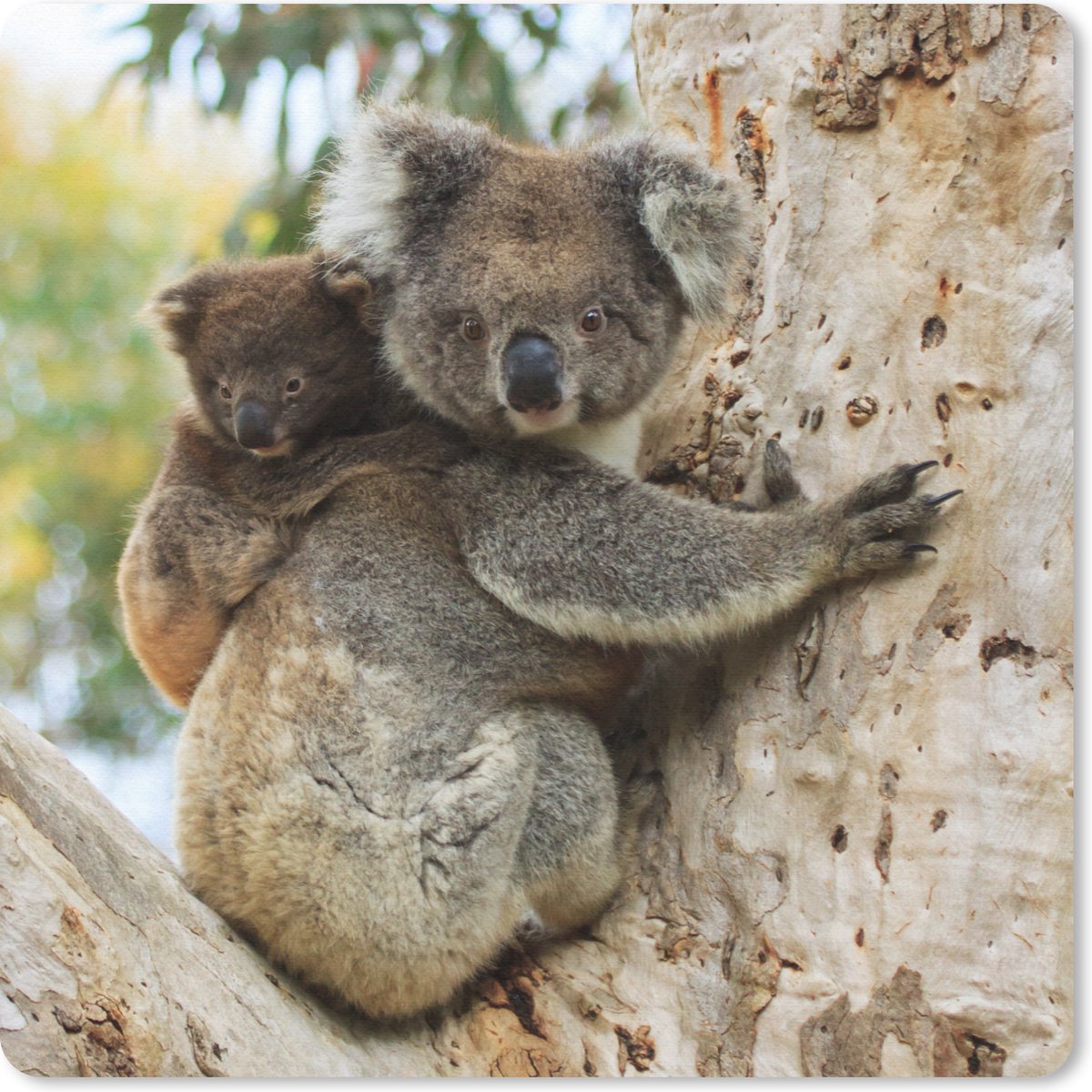 Muismat 30x30 cm - Mousepad Koala's - Kind - Boom - Kinderen - Jongetje - Meiden - Muismatten
