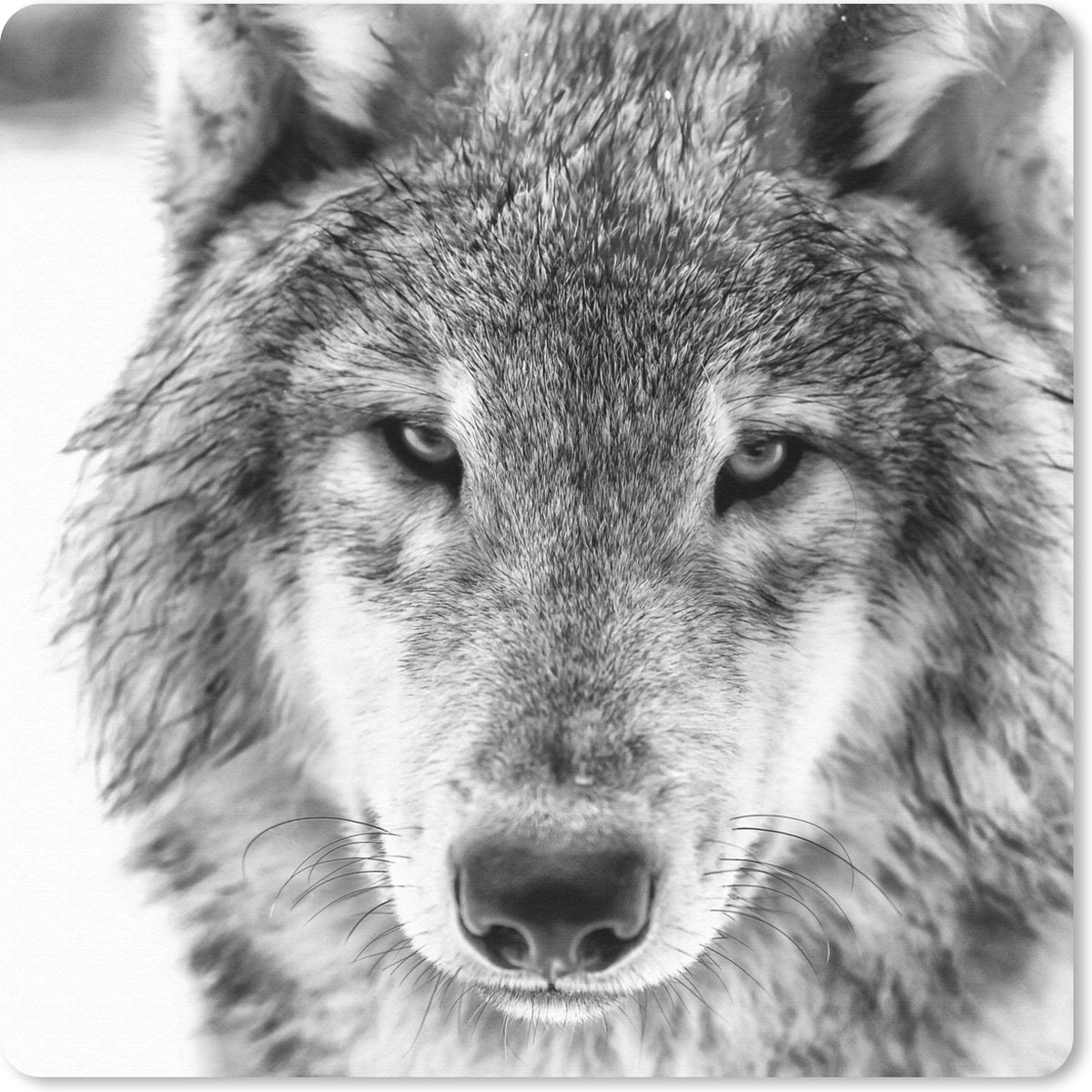 Muismat 20x20 cm - Mousepad Wolf in de winter in zwart-wit - Muismatten