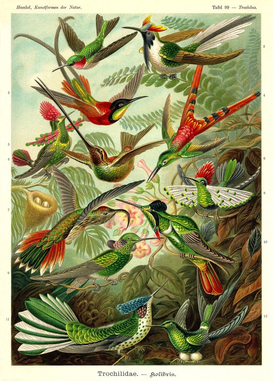 Vintage Poster Kolibries 50x70 - Ernst Haeckel - Dieren - Vintage Botanisch Natuur