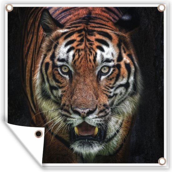 Tuinposters Tijger - Kop - Zwart - 50x50 cm - Tuindoek - Buitenposter