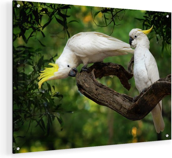 Artaza Glasschilderij - Twee Witte Kaketoes in de Bomen - 60x45 - Plexiglas Schilderij - Foto op Glas