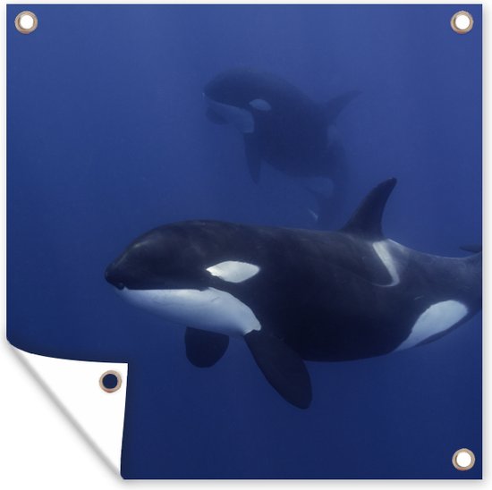 Tuindoek Twee orka's in helder water - 100x100 cm