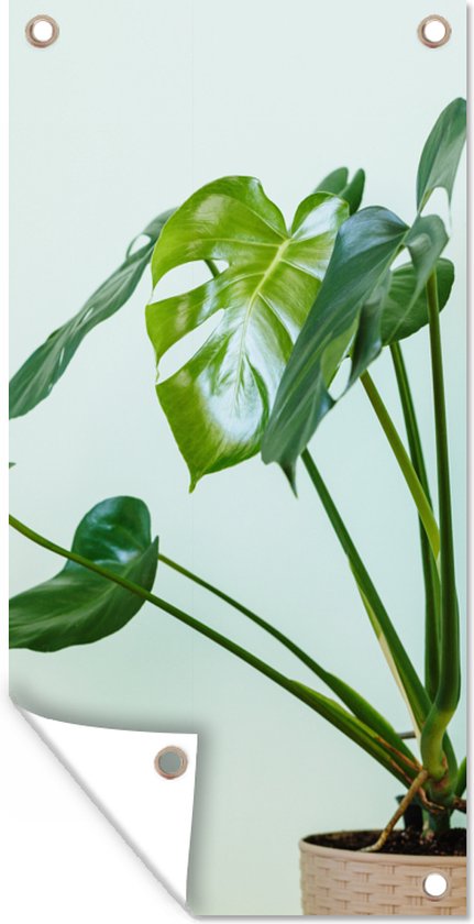 Tuinposter Monstera in een pot met een lichte achtergrond - 30x60 cm - Tuindoek - Buitenposter