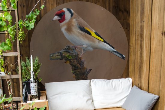 Cercle de jardin Gros plan d'un chardonneret coloré sur une fine branche - 150x150 cm - Poster de jardin rond - Extérieur