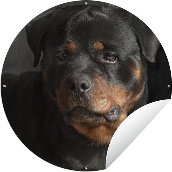 Tuincirkel Portret van Rottweiler hond in de studio - 150x150 cm - Ronde Tuinposter - Buiten