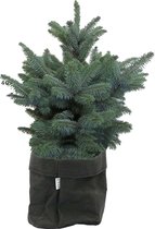 Hellogreen Kamerplant - Echte Kleine Kerstboom - Blauwspar - 50 cm - Sizo bag Zwart
