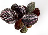 Calathea Roseopicta Dottie Kamerplant Luchtzuiverend Tijdelijk bij 2 stuks € 18.50 per stuk inclusief bezorging!