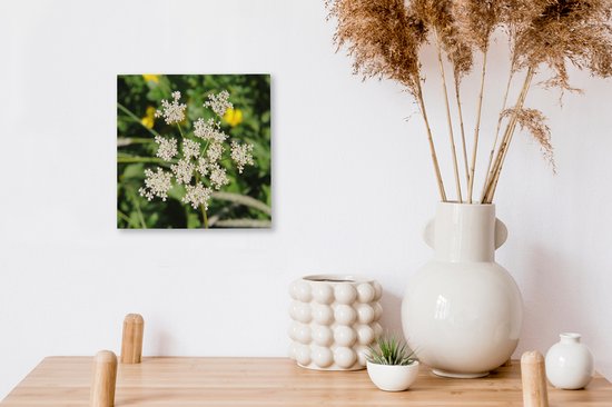 Tableau sur toile Photo d'une fleur de carvi solitaire dans la nature - 20x20 cm - Décoration murale