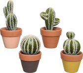 Cactus in kunststof terra pot Ø6.5x13cm (1 stuk) assorti