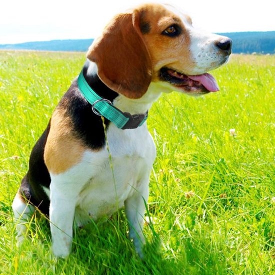 Halsband hond - reflecterend - turquoise - maat L - oersterk - waterdicht - hondenhalsband - met veiligheidssluiting - geschikt voor iedere hondenriem - voor grote honden - Sharon B