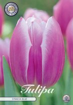 10 x Tulpen | Synaeda Blue