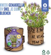 Seeds & BEE-Flowers kweekset Bio Phacelia /BIO/gerecycled/duurzaam/cadeau