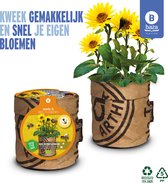Seeds & BEE-Flowers kweekset Mini Zonnebloem/ duurzaam/ gerecycled/ BIO/ cadeau idee