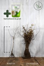 25 stuks | Haagbeuk Blote wortel 40-60 cm Extra kwaliteit | Inclusief wortelbevordering ROOTGROW 150g (voor een optimale groei) | Carpinus betulus