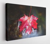Canvas schilderij - Red autumnal maple leaf in water. Dried leaf caught on mossy stone in cold water of mountain stream  -     608179280 - 50*40 Horizontal