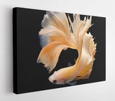 Canvas schilderij - Rhythmic of Betta fish, siamese fighting fish betta splendens (Halfmoon Yellow betta ),isolated on black background  -     723542407 - 50*40 Horizontal