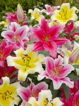 40x Lelies 'Oriental gemengd'  bloembollen met bloeigarantie