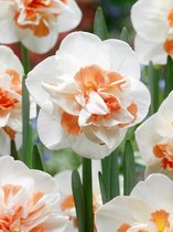 20x Narcissen 'Gresham'  bloembollen met bloeigarantie