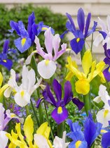 200x Iris 'Iris hollandica gemengd'  bloembollen met bloeigarantie