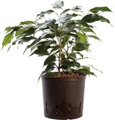 Plant in hydrocultuur systeem van Botanicly: Treurvijg met weinig onderhoud – Hoogte: 35 cm – Ficus benjamina Danielle