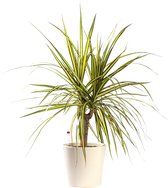 Plant in hydrocultuur systeem van Botanicly: Drakenboom met weinig onderhoud – in crème kleurig hydrocultuur sierpot – Hoogte: 45 cm – Dracaena Marginata Sunray
