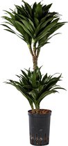 Plant in hydrocultuur systeem van Botanicly: Drakenboom met weinig onderhoud – Hoogte: 85 cm – Dracaena derem. Janet Craig Compacta