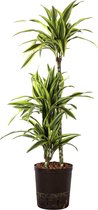 Plant in hydrocultuur systeem van Botanicly: Drakenboom met weinig onderhoud – Hoogte: 105 cm – Dracaena derem. Lemon Lime
