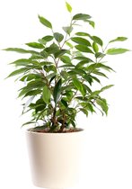 Plant in hydrocultuur systeem van Botanicly: Treurvijg met weinig onderhoud – in crème kleurig hydrocultuur sierpot – Hoogte: 35 cm – Ficus benjamina Anastasia