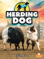 Jobs of a Working Dog- Herding Dog