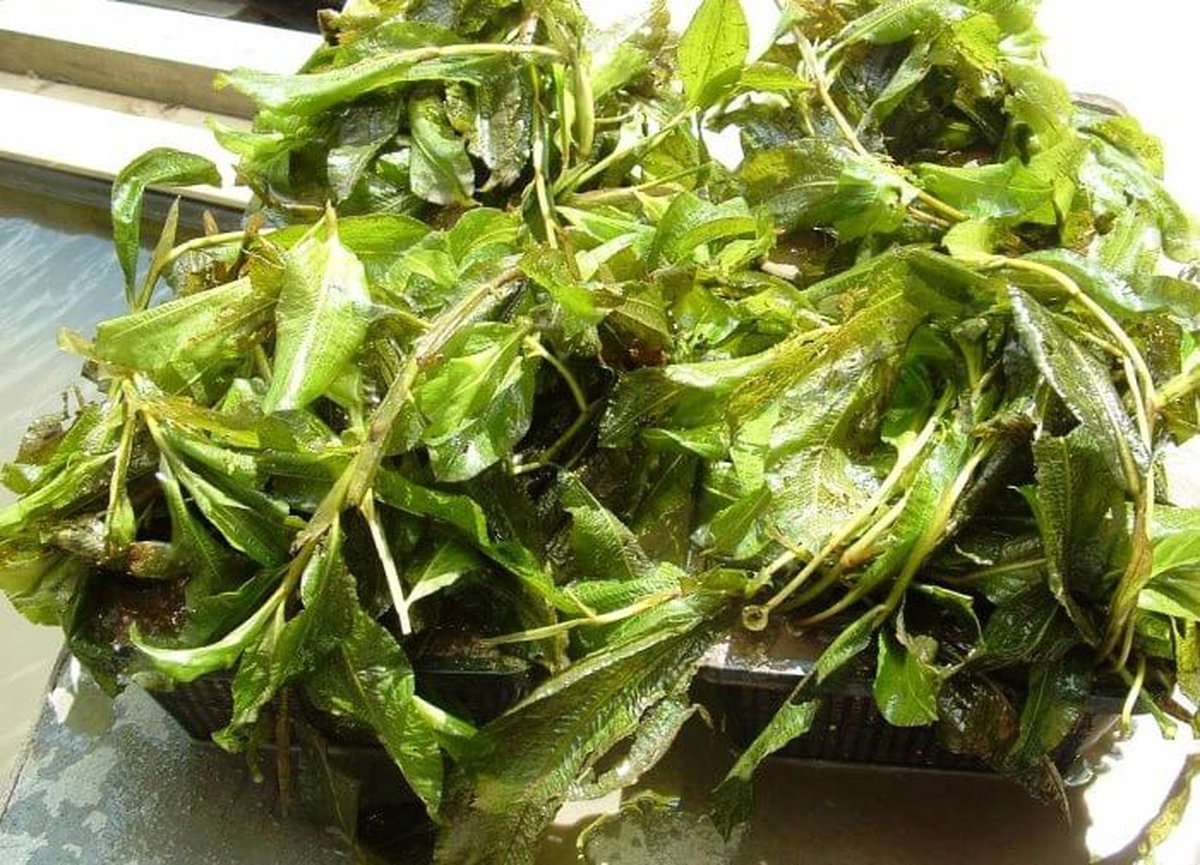 Glanzend fonteinkruid (Potamogeton lucens) - Vijverplant - Per 2 manden - Vijverplanten Webshop
