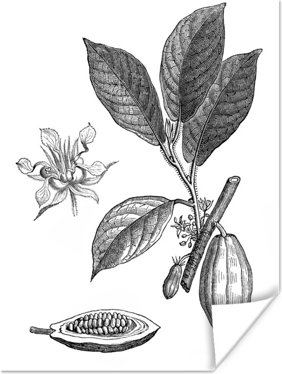 Poster Een zwart-wit illustratie van een cacao plant - 60x80 cm