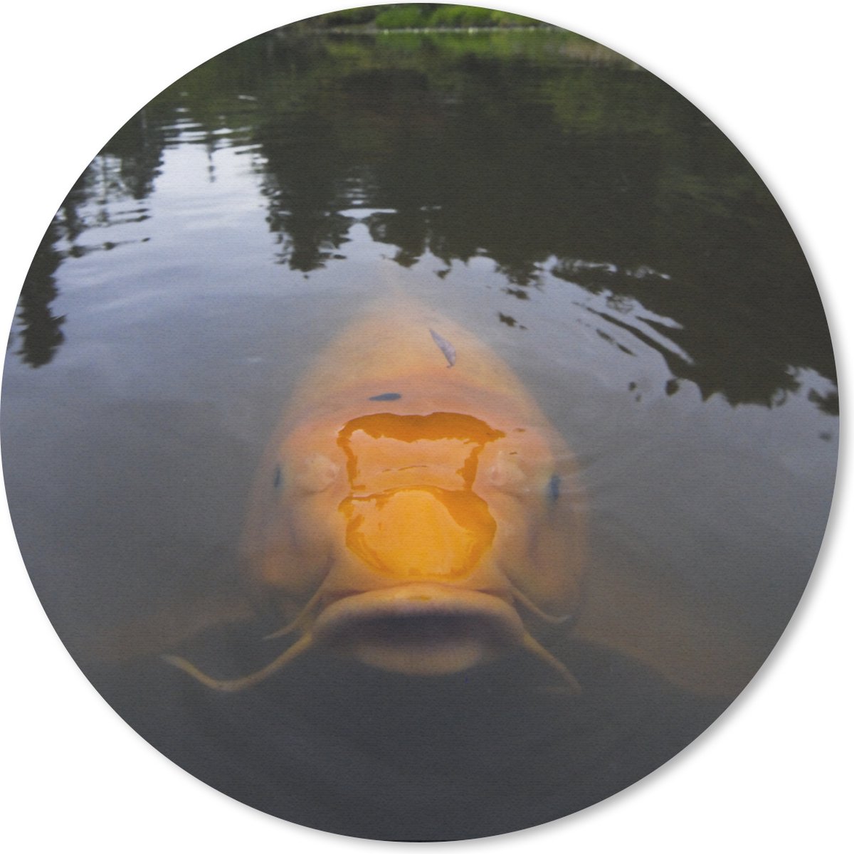 Muismat rond 30x30 cm - Mousepad Een gigantische koi karper in het water - Ronde muismatten