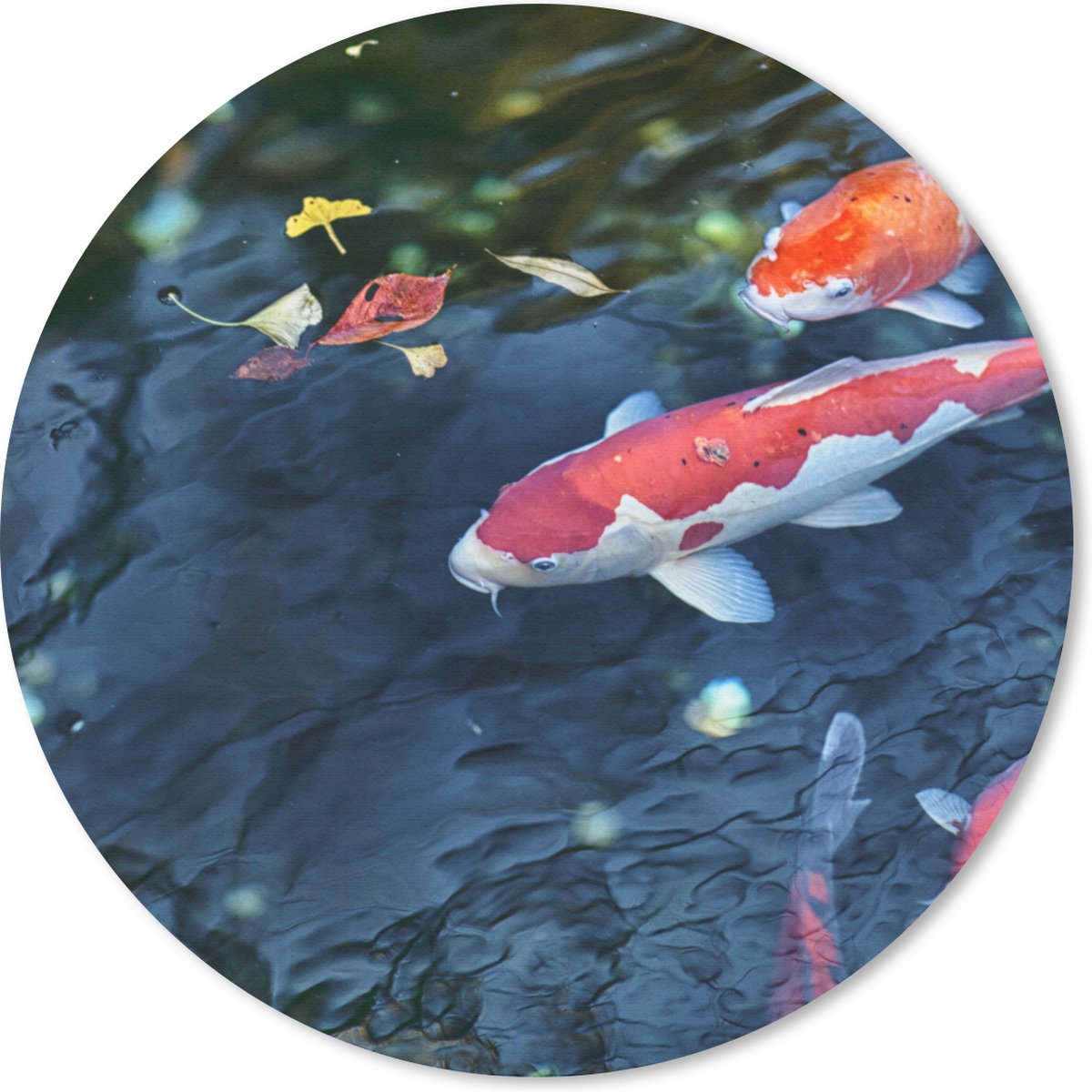 Muismat rond 20x20 cm - Mousepad Vier koi karpers in een vijver - Ronde muismatten