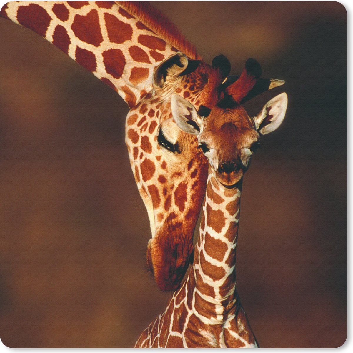 Muismat 30x30 cm - Mousepad Giraffe - Kalf - Portret - Muismatten