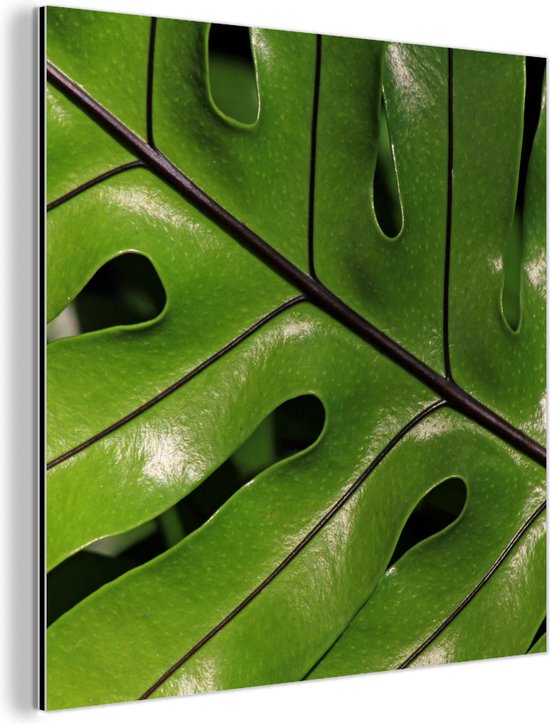 Wanddecoratie Metaal - Aluminium Schilderij Industrieel - Tropisch botanisch blad glanzend onder de zon - 20x20 cm - Dibond - Foto op aluminium - Industriële muurdecoratie - Voor de woonkamer/slaapkamer