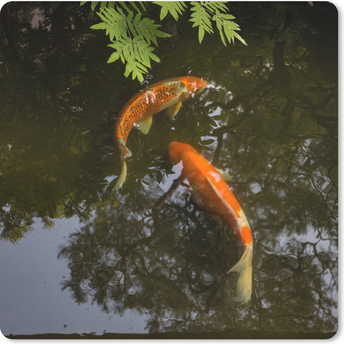Muismat 20x20 cm - Mousepad Twee koi karpers om een vijver - Muismatten