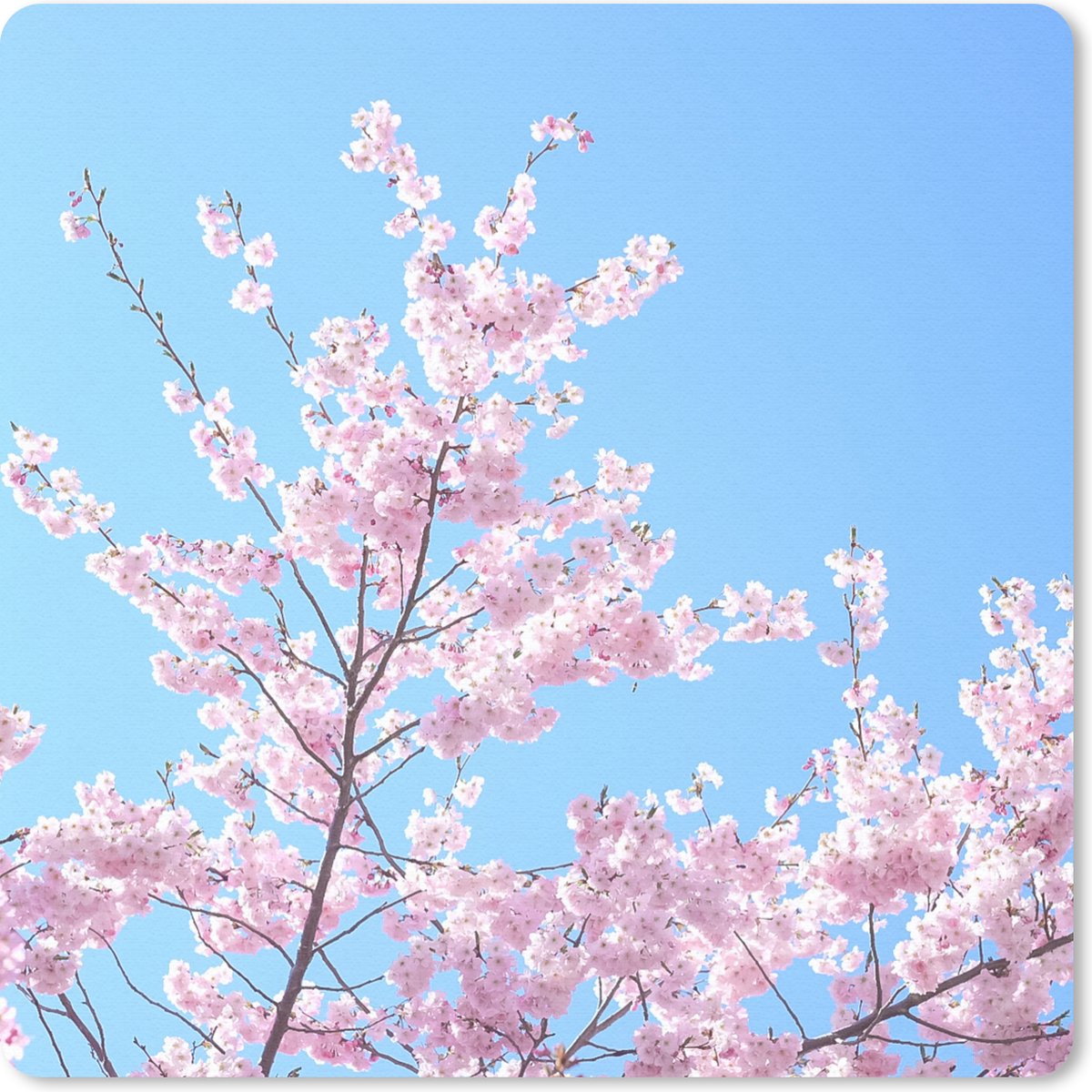 Muismat 20x20 cm - Mousepad Bloesemboom - Japan - Lente - Muismatten
