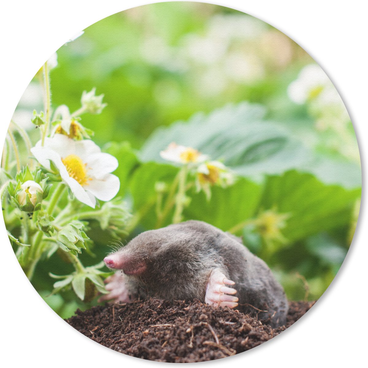 Muismat rond 40x40 cm - Mousepad Dier - Tuin - Mol - Ronde muismatten