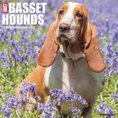 Basset Hound Kalender 2022