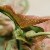 Syngonium Neon - kamerplanten - geworteld - miniplantje - babyplantje - stekje