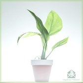 Rhapidophora tetrasperma - Monstera Minima - kamerplanten - geworteld - miniplantje - babyplantje - stekje