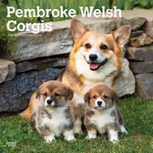 Welsh Corgi Pembroke Kalender 2022