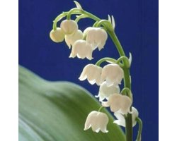 6 x Convallaria Majalis - Lelietje Der Dalen pot 9x9cm -