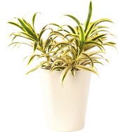 Plant in hydrocultuur systeem van Botanicly: Drakenboom met weinig onderhoud – Hoogte: 35 cm – Dracaena reflexa Song of India