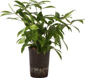 Plant in hydrocultuur systeem van Botanicly: Drakenboom met weinig onderhoud – Hoogte: 45 cm – Dracaena surculosa
