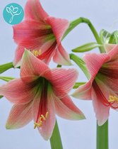 Amaryllis Misty - 3 bollen pakket - bol maat 28/30 - Season of Amaryllis - Cadeautip  - Bloembol voor binnen