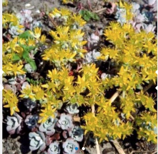 Sedum spathulifolium 'Cape Blanco' met kleine gele bloempjes en grijsgroene rozetten.