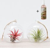 Plantasy | Tillandsia luchtplant Ionantha appel glas met touw | 2 stuks | ø 8,5cm | Verzorgingsspray | Must-have air plant | Vers uit eigen kwekerij