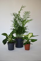 Hippeplantjes - Plantenmixbox -  3 soorten - 30cm - 30 cm - 60 cm