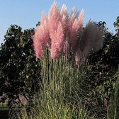 Cortaderia selloana 'Rosea' - Roze pampasgras - Planthoogte: 20 cm - Pot Ø 11 cm (1 liter)